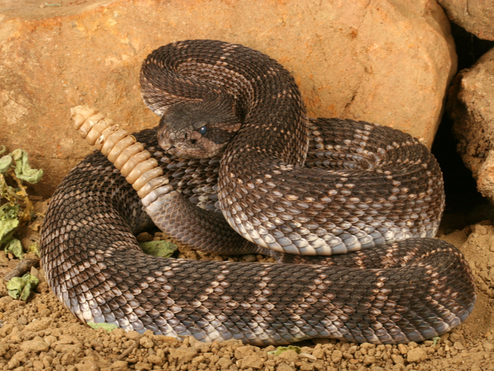 Southern Pacific Rattlesnake