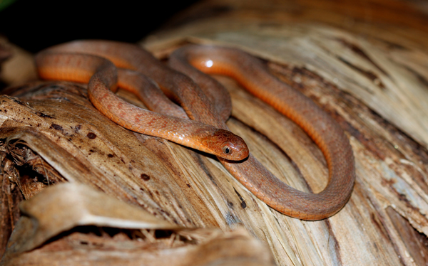 Dasypeltis atra