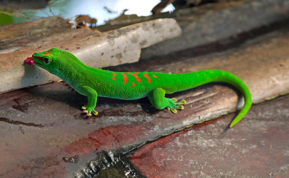 Day gecko