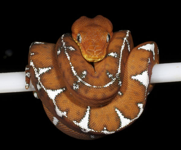 Juvenile emerald tree boa