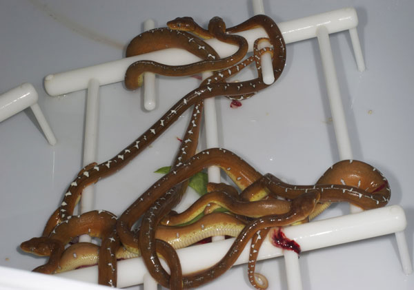 Juvenile emerald tree boas.