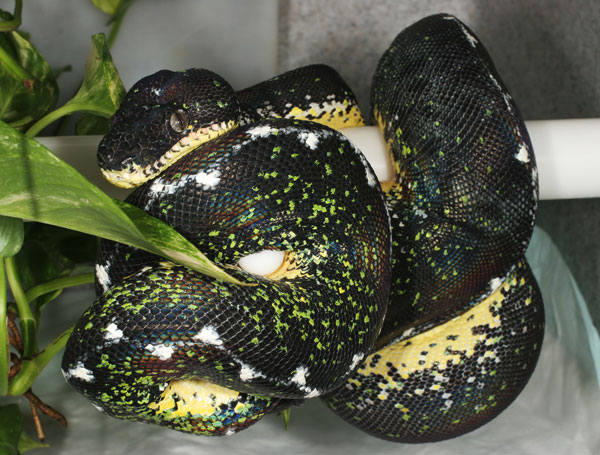 Black Amazon Basin emerald tree boa