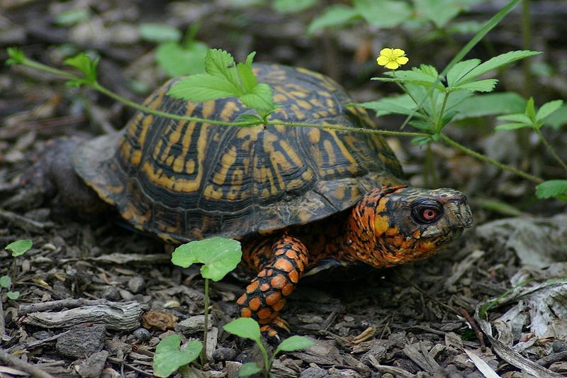 eastern box turtle