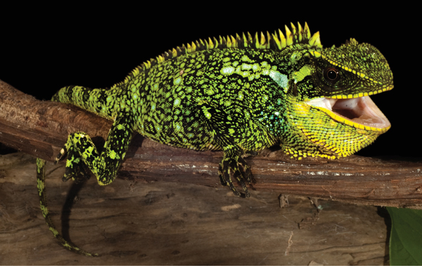 Enyalioides altotambo