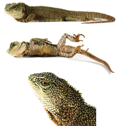 Enyalioides anisolepis