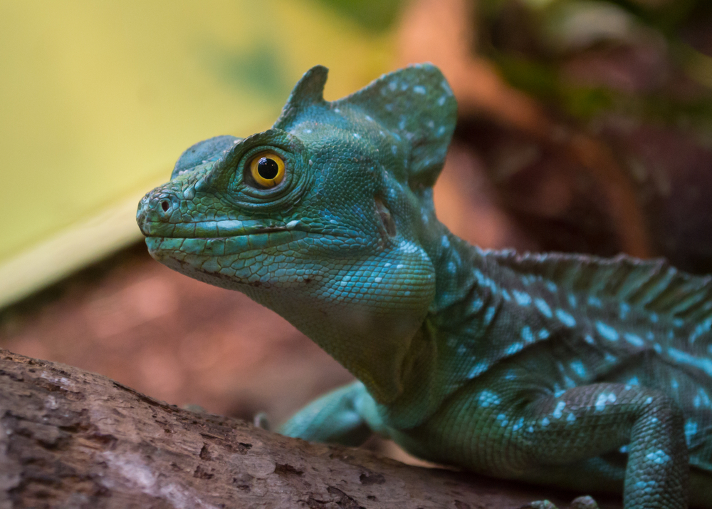 female plumed basilisk lizard