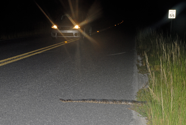 Burmese python