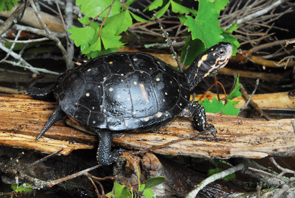 Spotted turtle