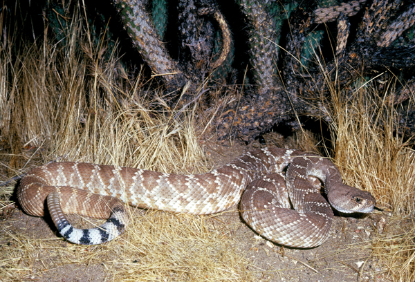 Crotalus Ruber