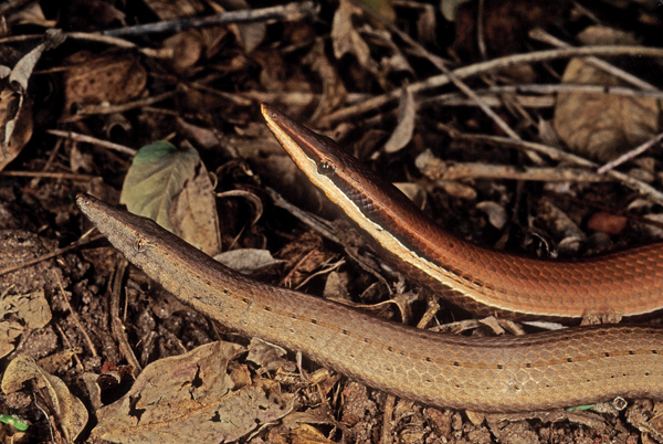 Burton's legless lizard