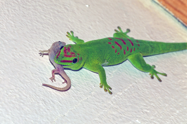 Madagascar day gecko