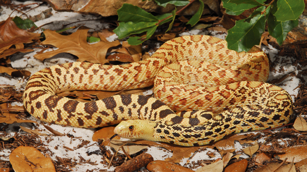 gopher snakes