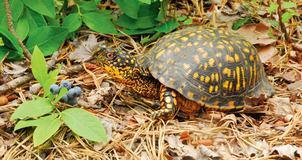 eastern box turtle