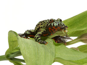 fire bellied toad