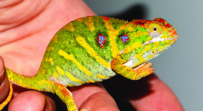 Furcifer minor