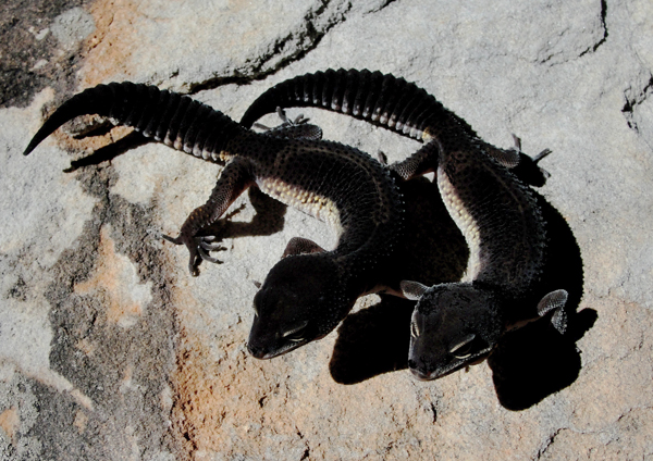 black leopard gecko