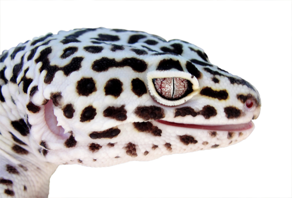 leopard gecko