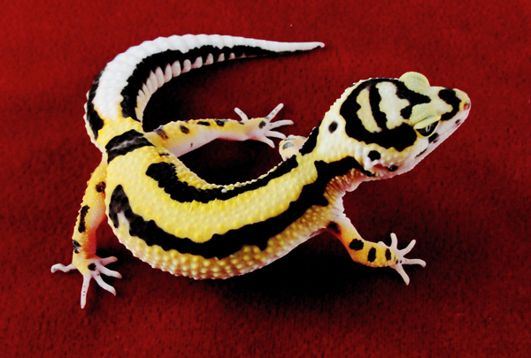 leopard gecko
