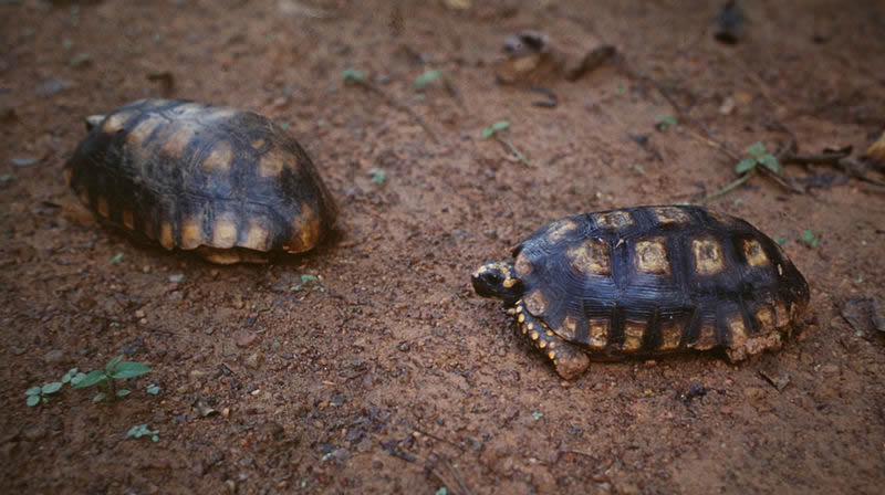 Yellow-Footed Tortoise Versus Red-Footed Tortoise Care