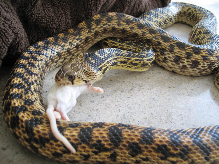 Gopher Snake Care And Breeding Information - Reptiles Magazine