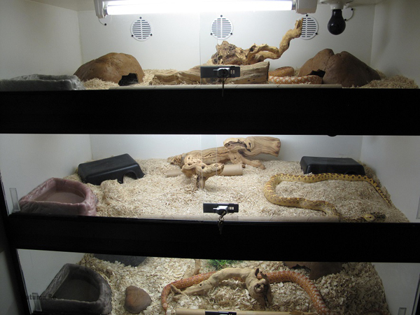 o compartimento de serpentes de gopher snake