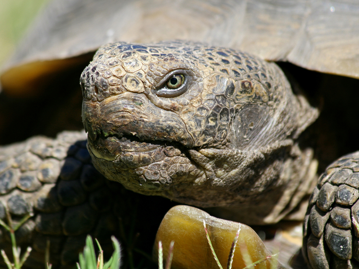 Agassiz's desert tortoise