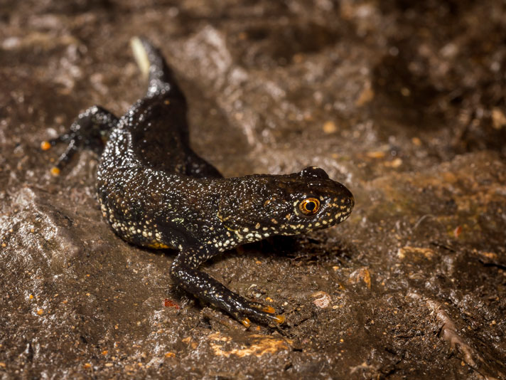 Great crested newt