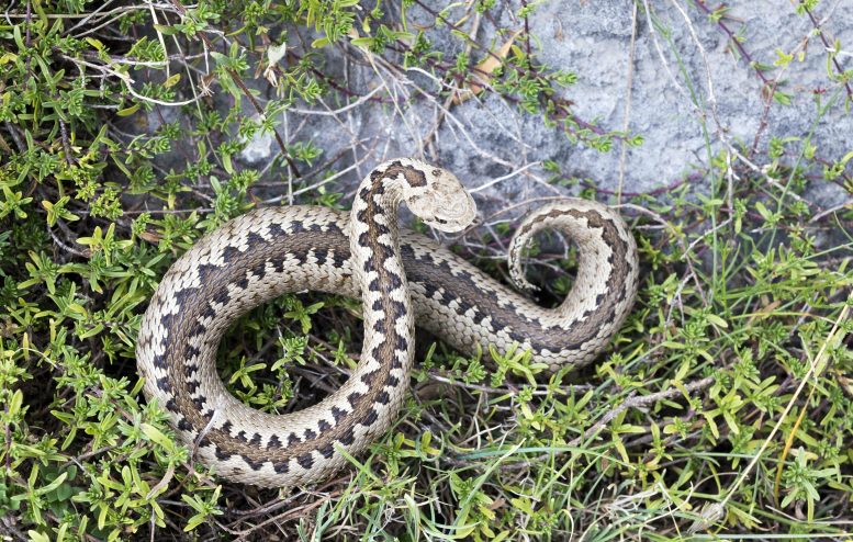 Greek meadow viper