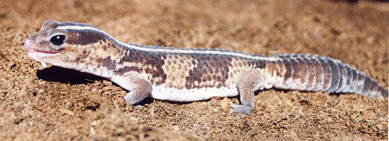 African fat tailed gecko