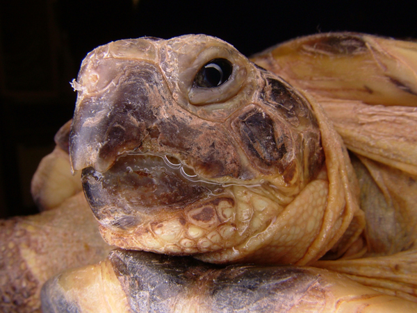 tortoise with herpes virus