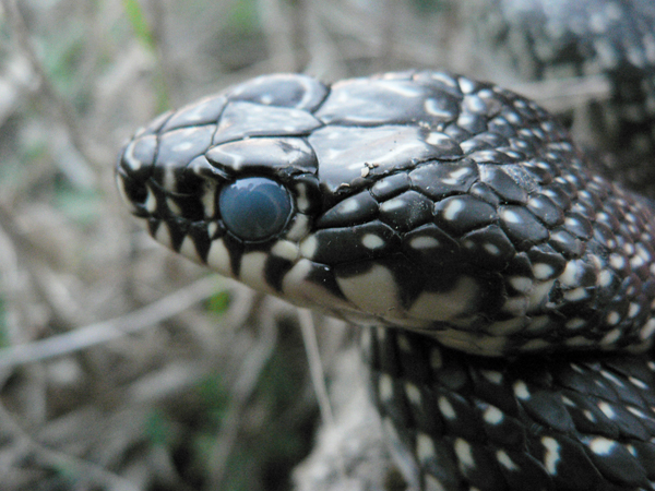 Hierophis viridflavus