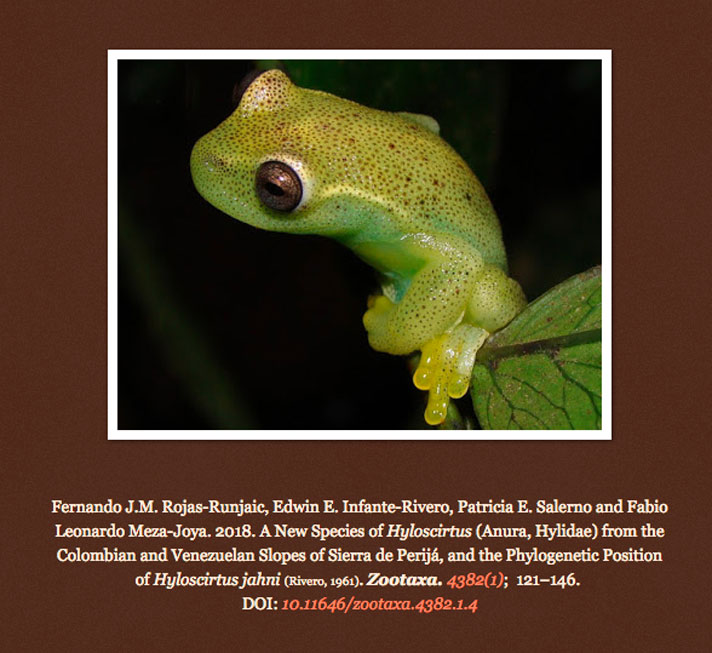 Hyloscirtus japreria