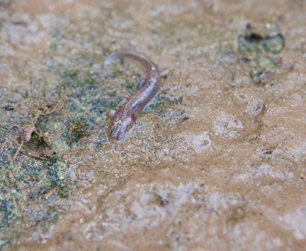 Barton Springs Salamander