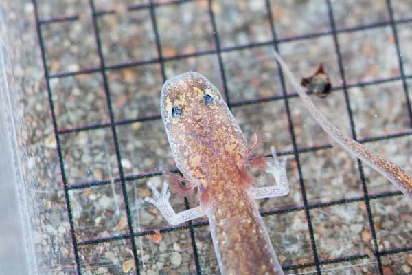 Barton Springs Salamander