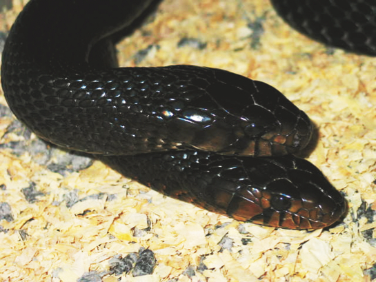 Eastern Indigo snake