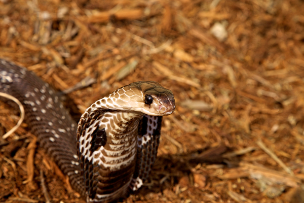 Indian cobra