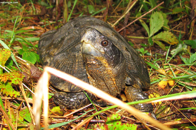 wood turtle