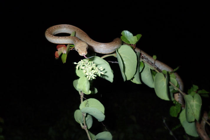 Keel scaled boa