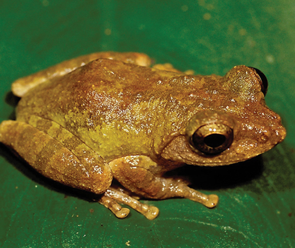 Kurixalus wangi
