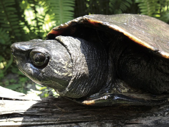 Keeping The Kwangtung Turtle Reptiles Magazine