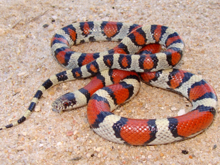 Lampropeltis triangulum gentilis