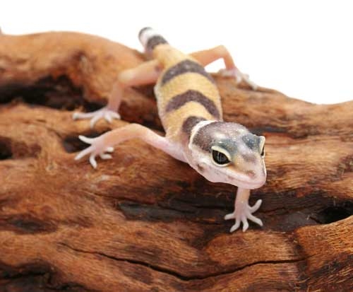 leopard gecko