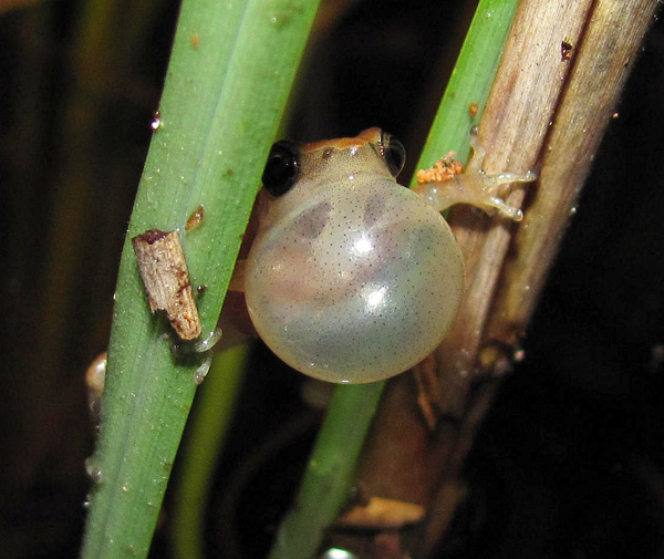 little grass frog