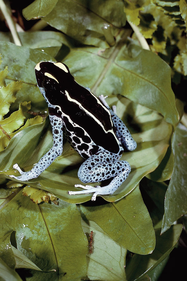 dart frog