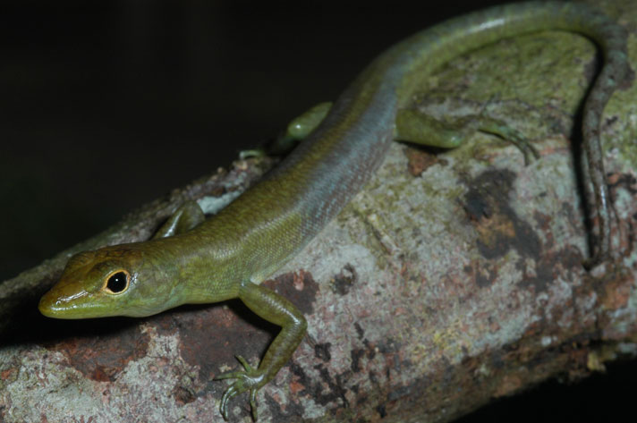 Prasinohaema virens