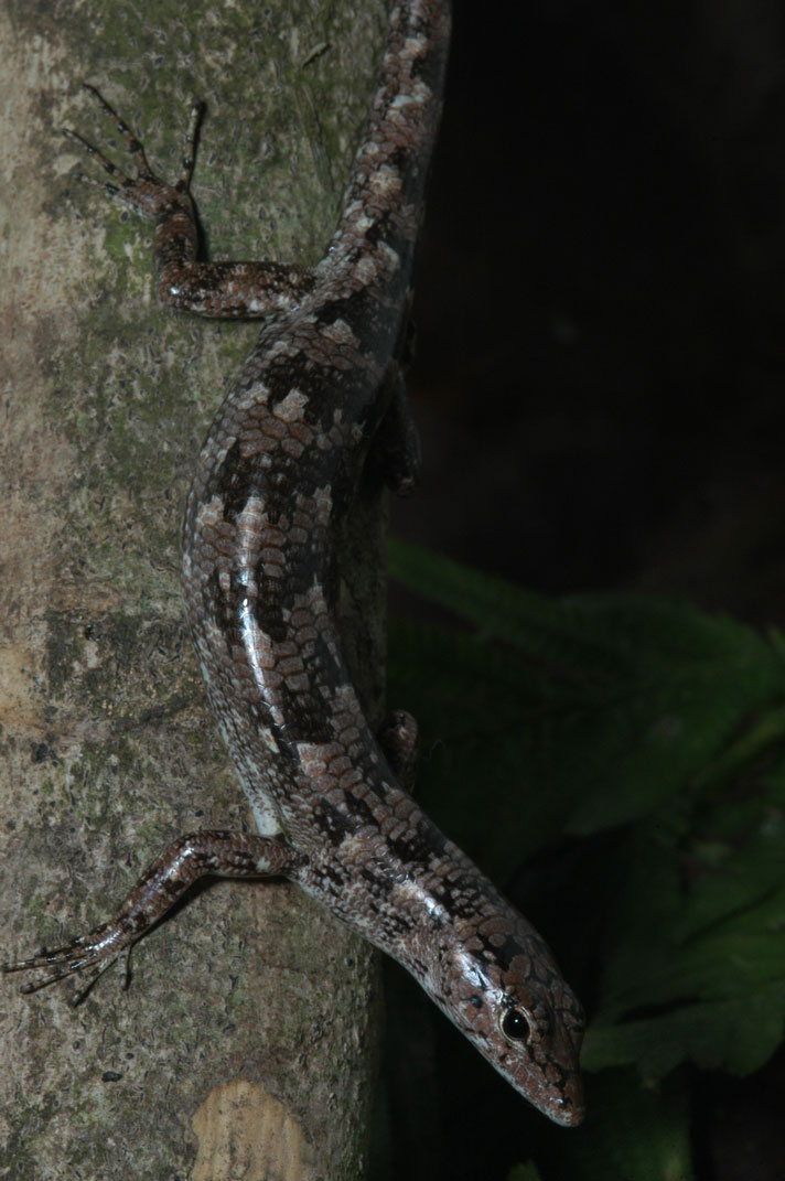 Prasinohaema semoni