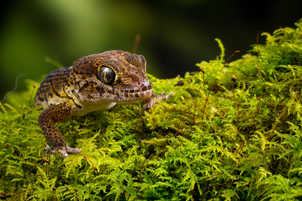 Madagascar ground gecko