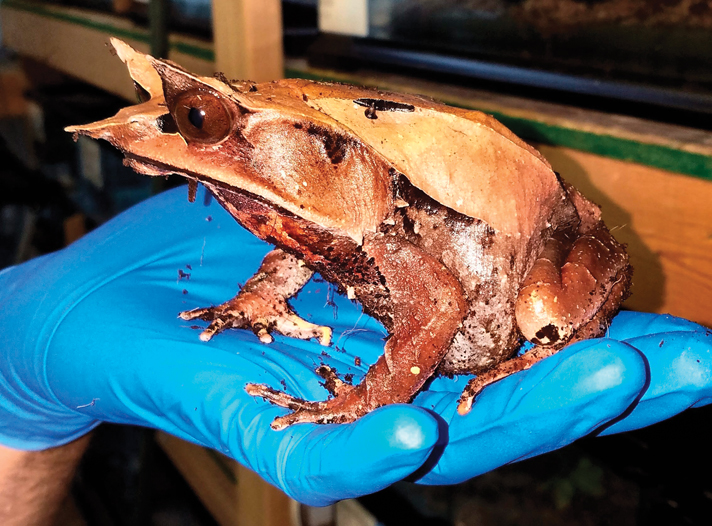 Malaysian horned frog