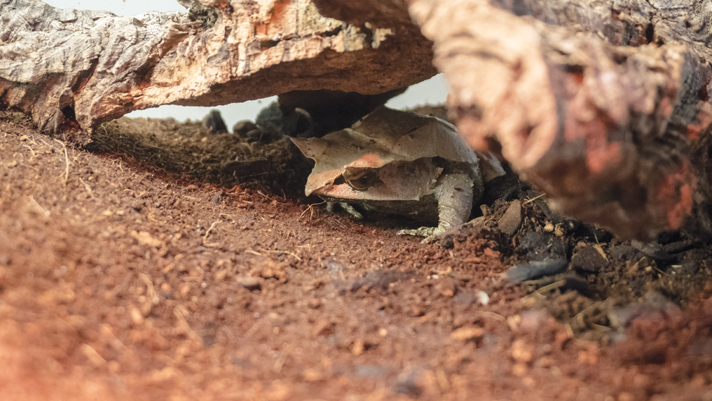 Malaysian horned frog