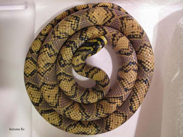 Mandarin rat snake